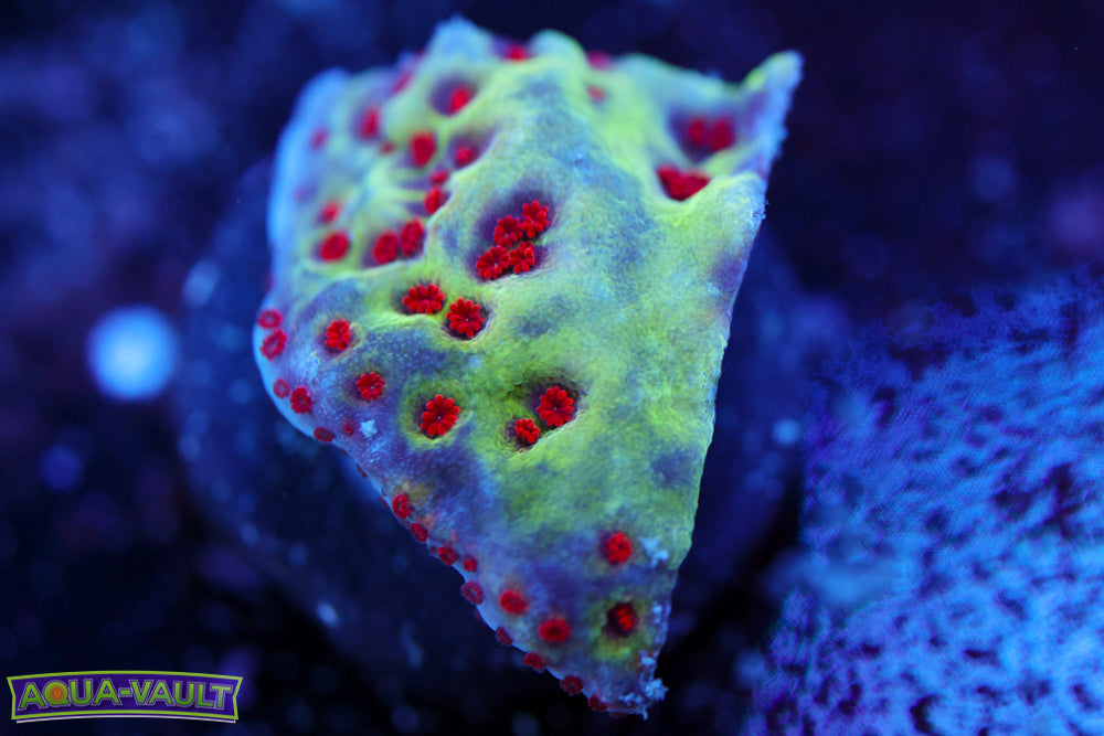 Jedi Mind Trick Montipora