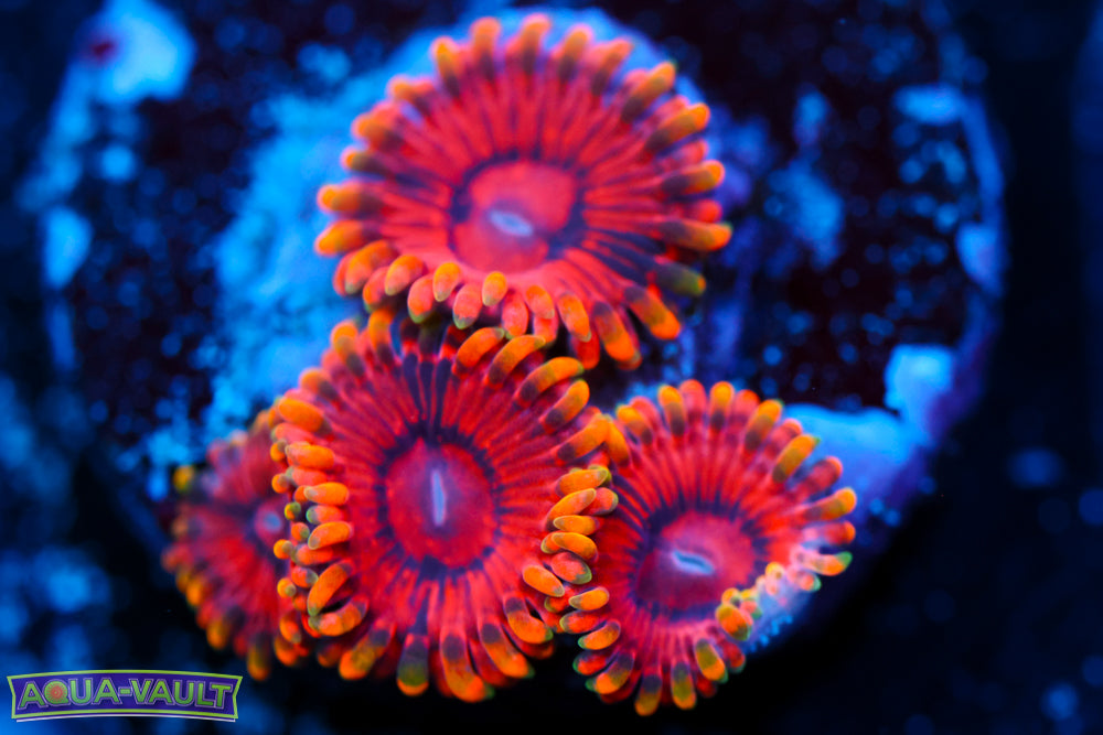 Burning Ember Zoa