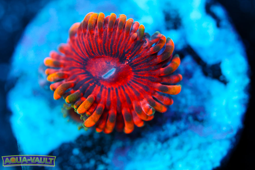 Burning Ember Zoa