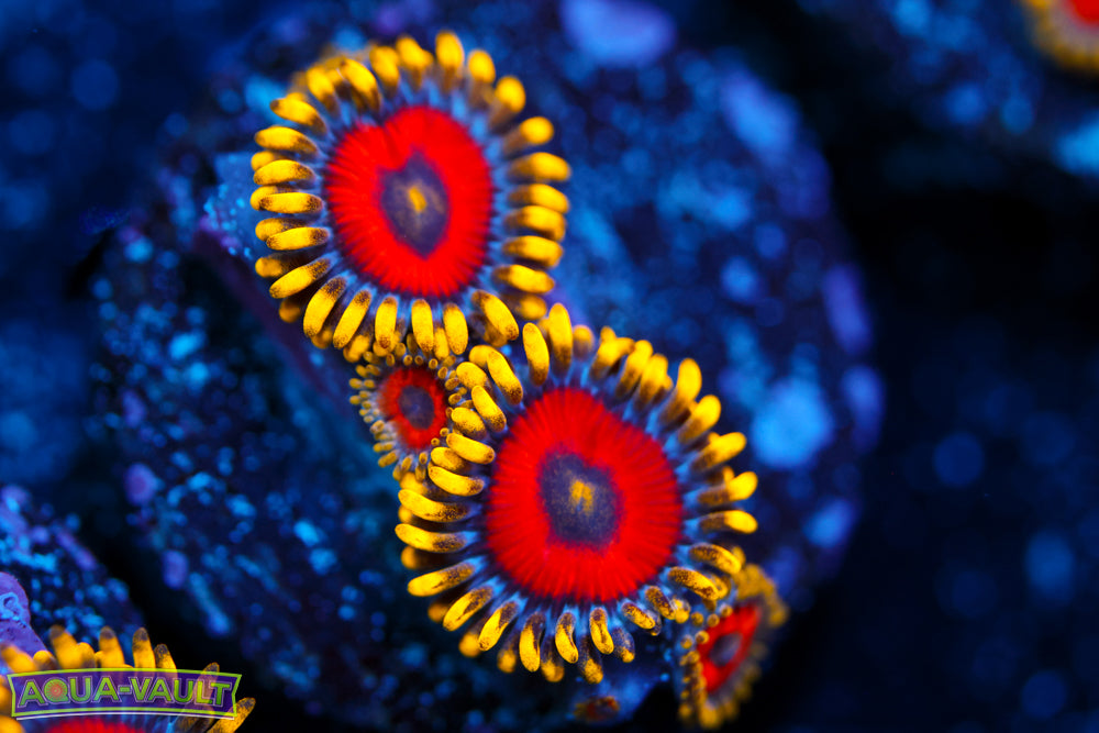 Eagle Eye Zoa