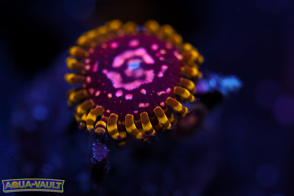 Purple Monster Zoa