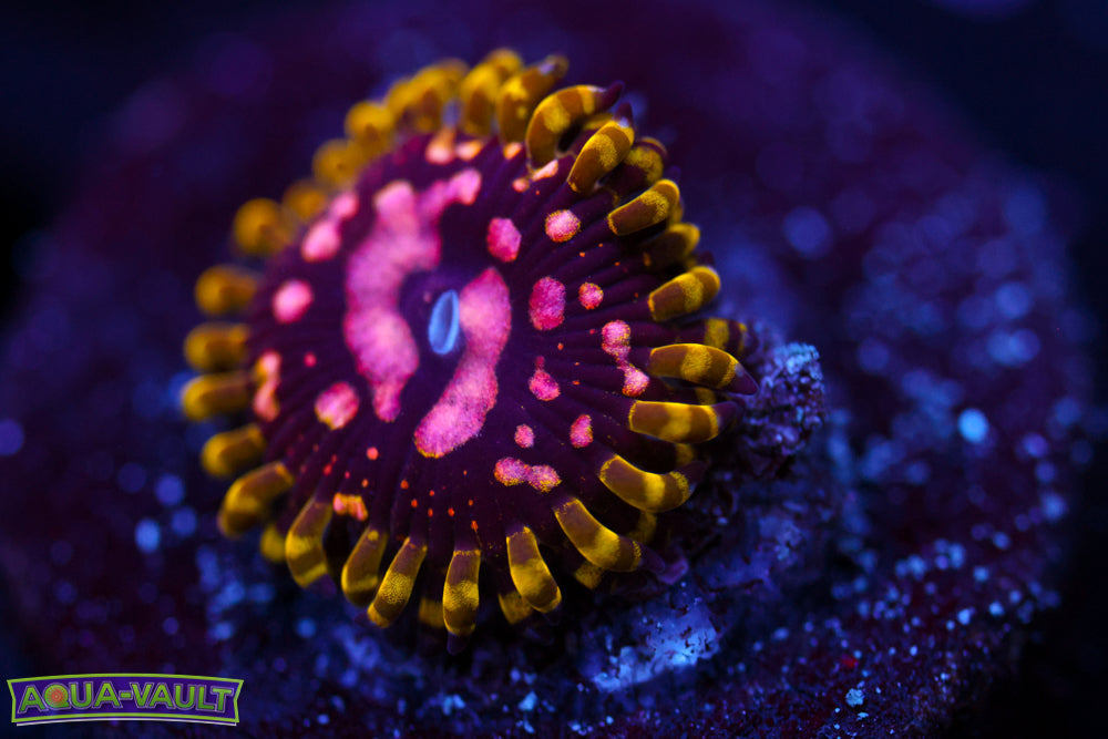 Purple Monster Zoa