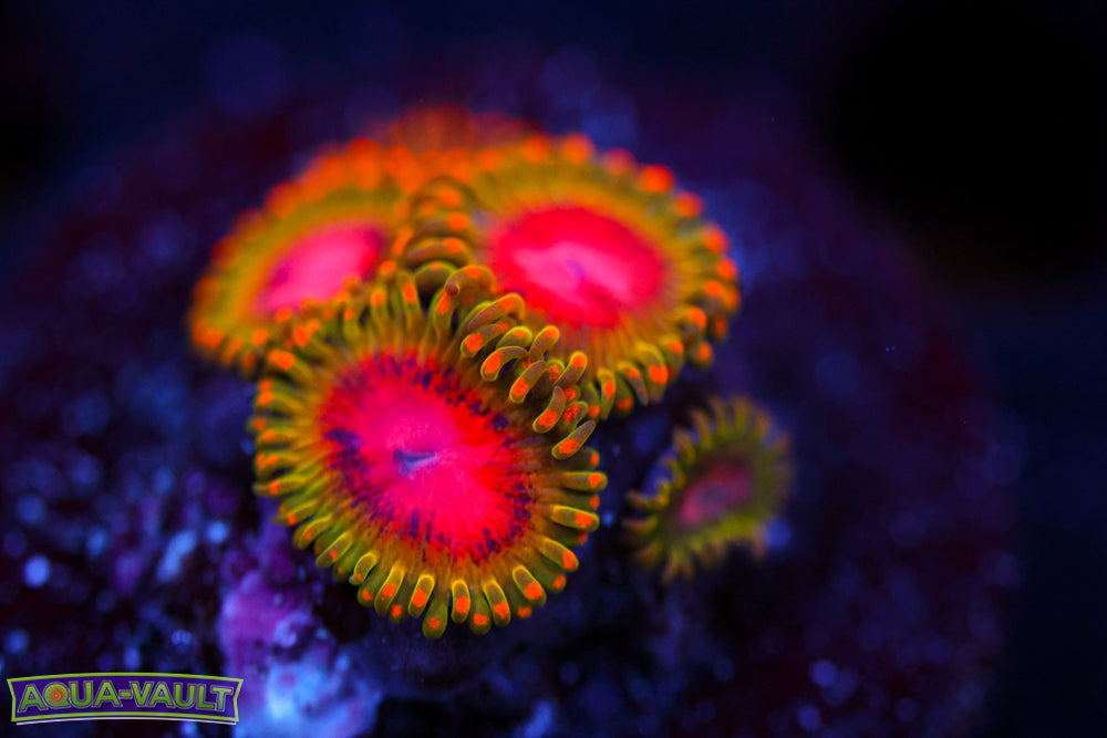 Awesome Blossom Zoa