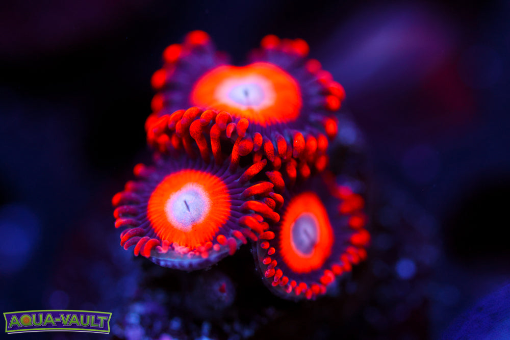 Orange Oxide Zoa