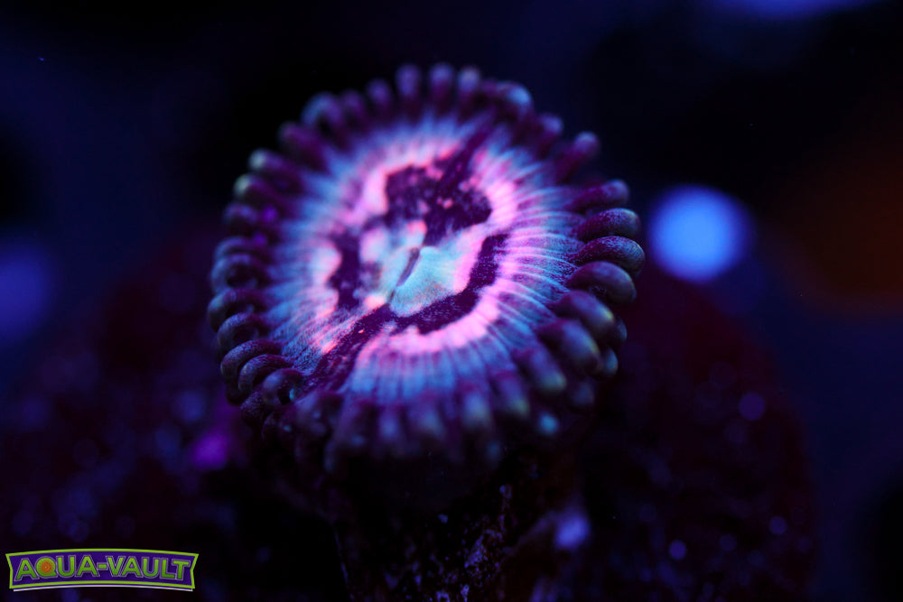 Pink Consultation Zoa