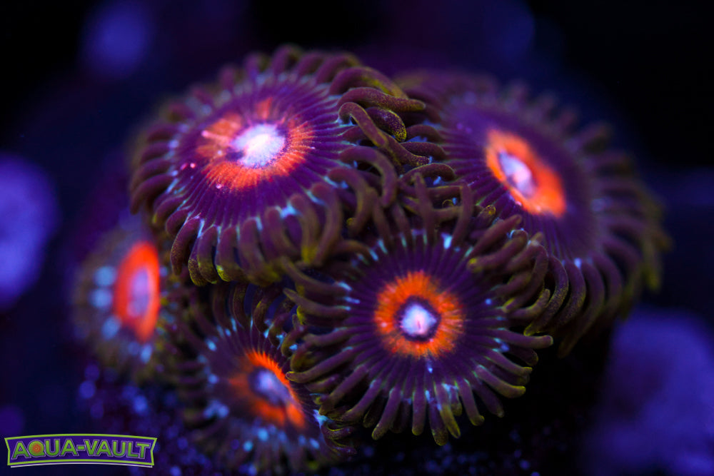 Ultra Nipple Zoa