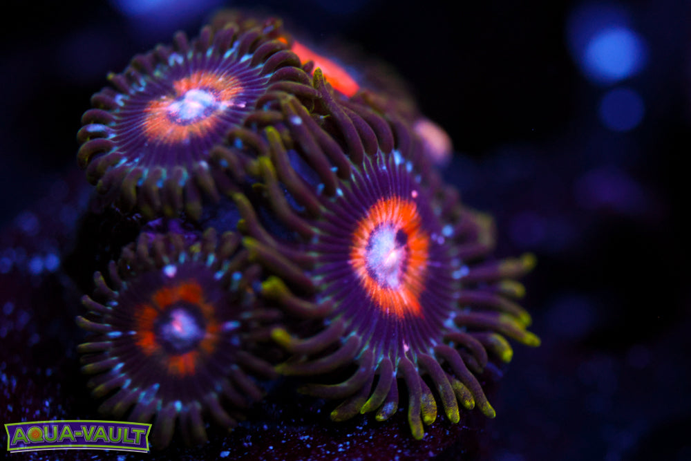 Ultra Nipple Zoa