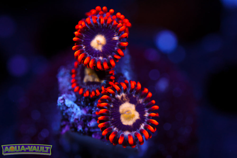 Firecracker Zoa