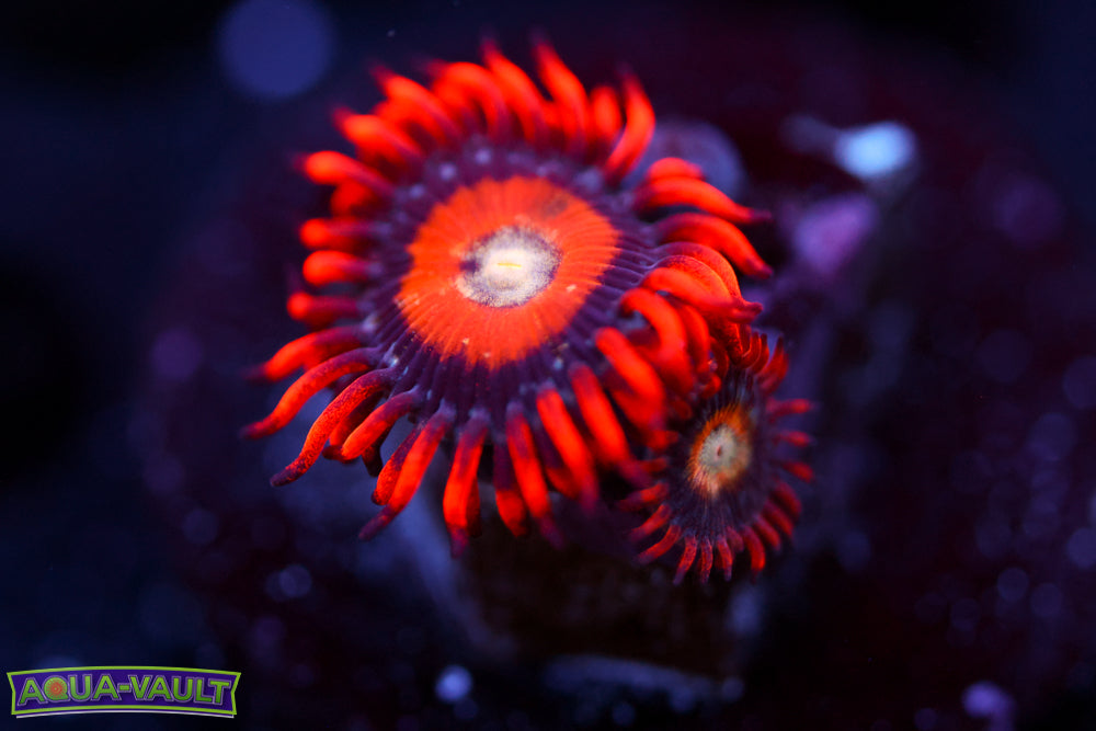 Blonde Eye Bitches Zoa