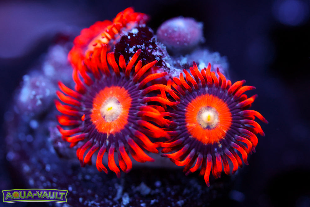 Blonde Eye Bitches Zoa