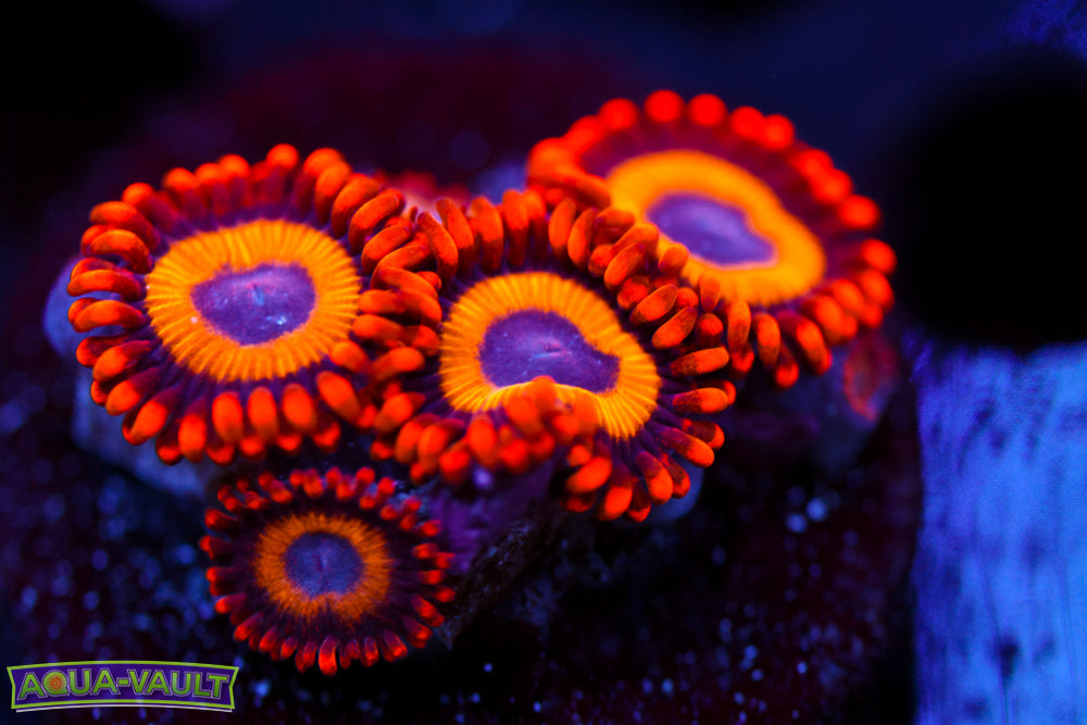 Fruit Loops Zoa