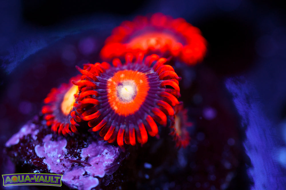 Blonde Eye Bitches Zoa