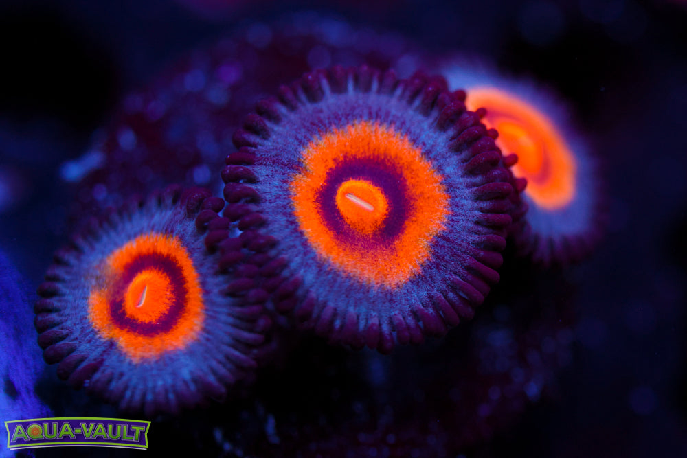 Wolverine Zoa