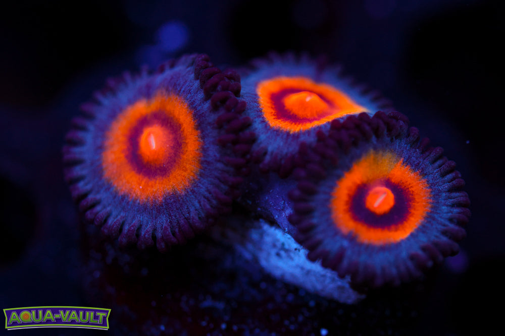 Wolverine Zoa