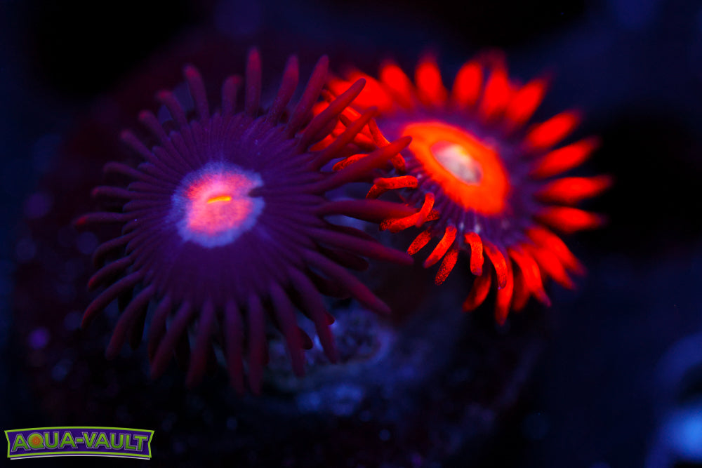 Mystique + Blonde Eye Bitches Zoa