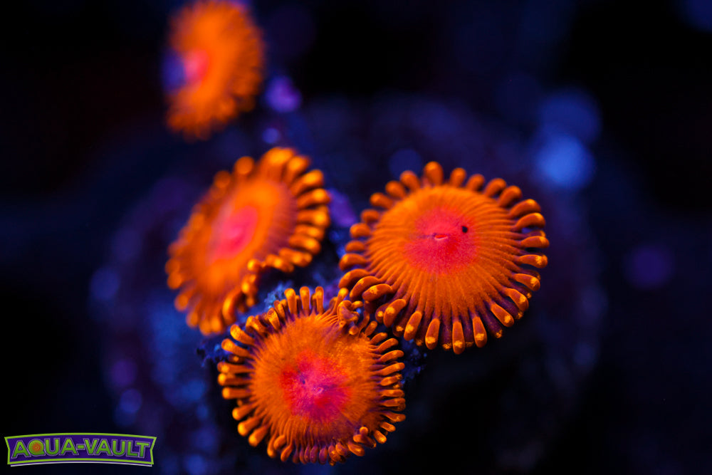 WWC Golden Gods Zoa