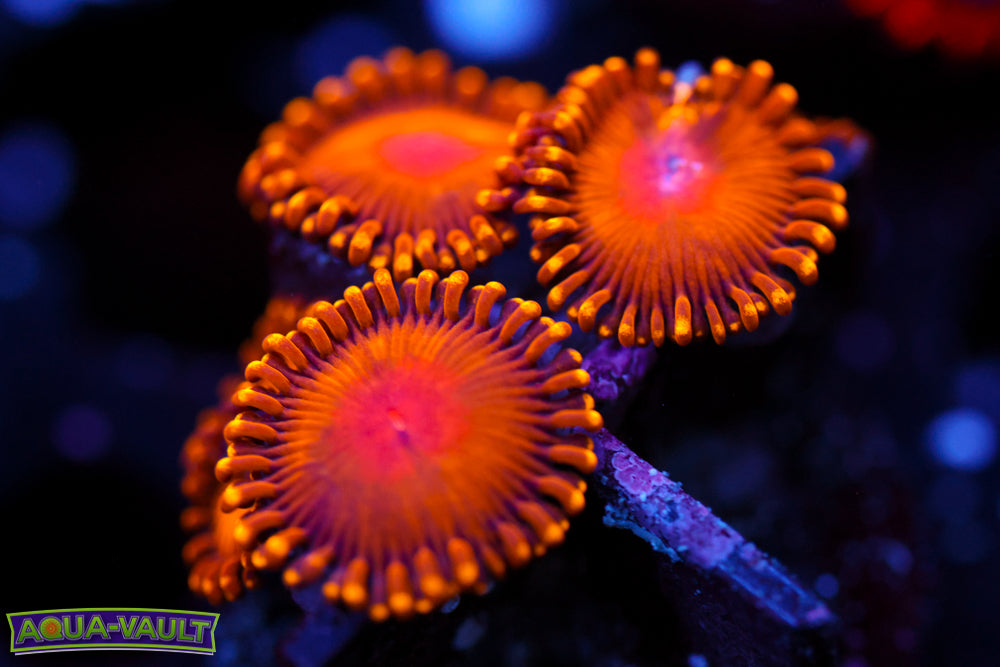 WWC Golden Gods Zoa