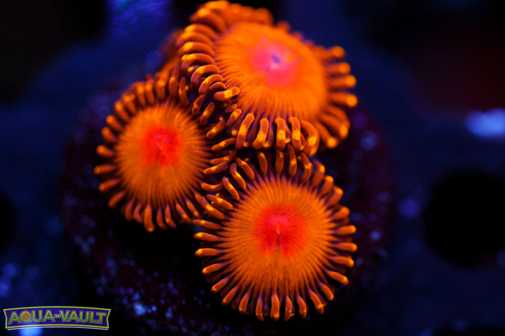 WWC Golden Gods Zoa