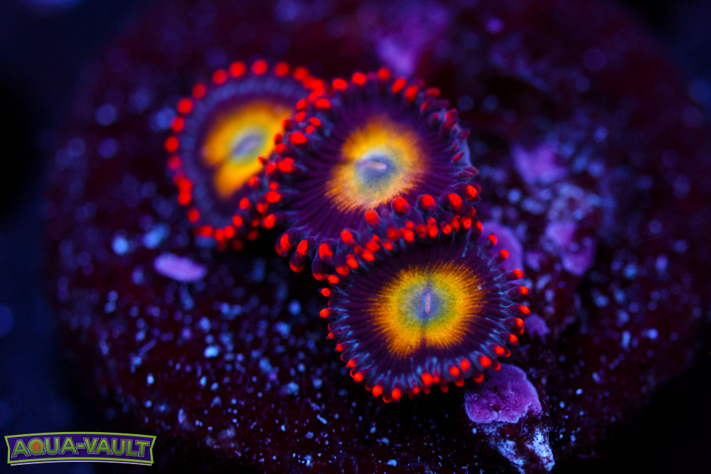 Circus Circus Zoa