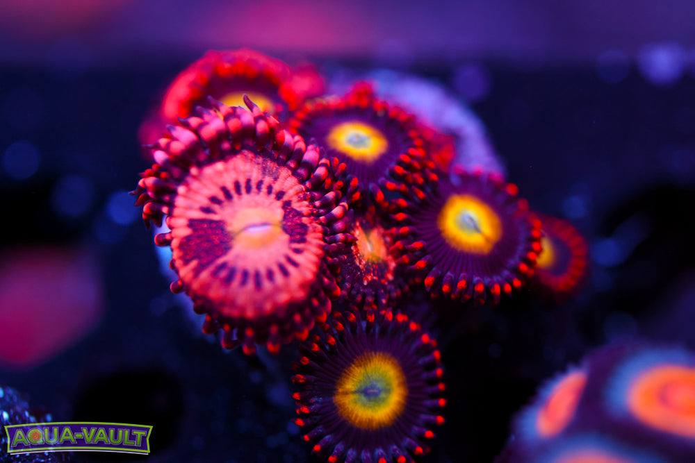 JF Crybaby + Circus Circus Zoa