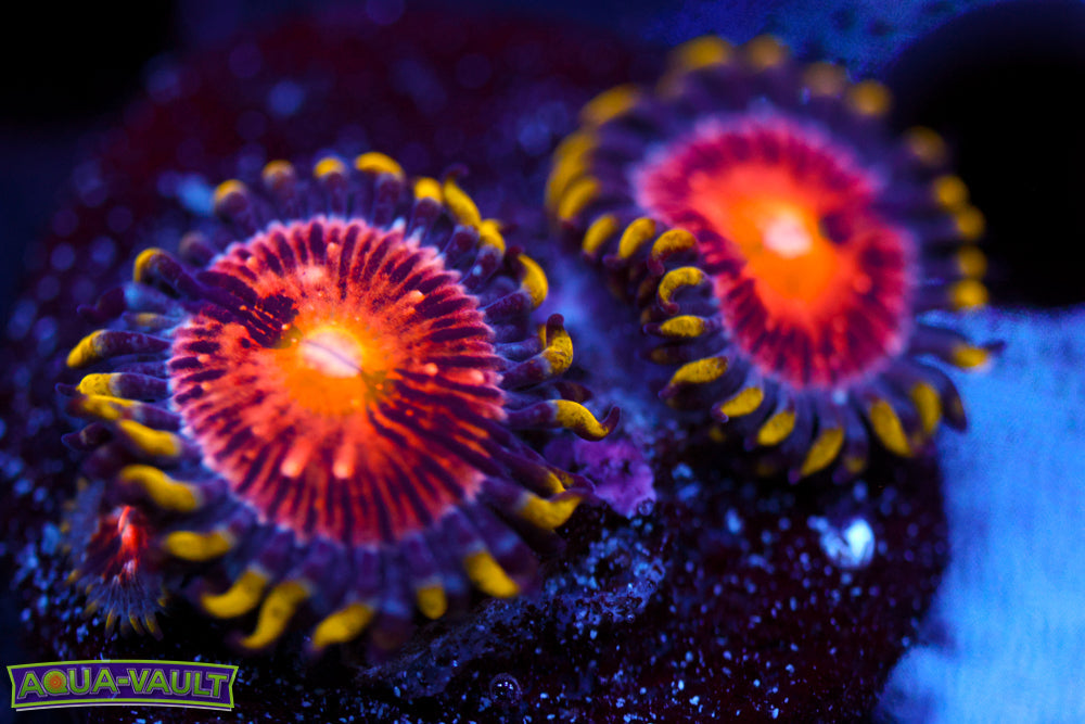 JF Nirvana Zoa