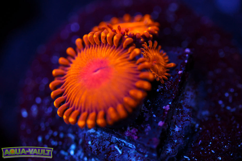 WWC Golden Gods Zoa