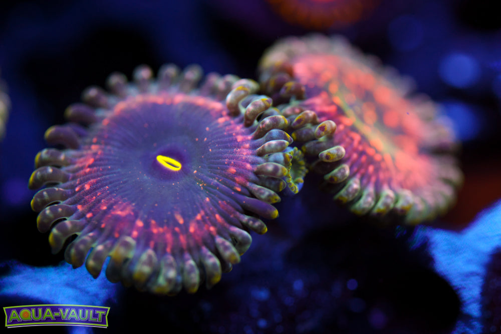 Hawaiian PE Zoa