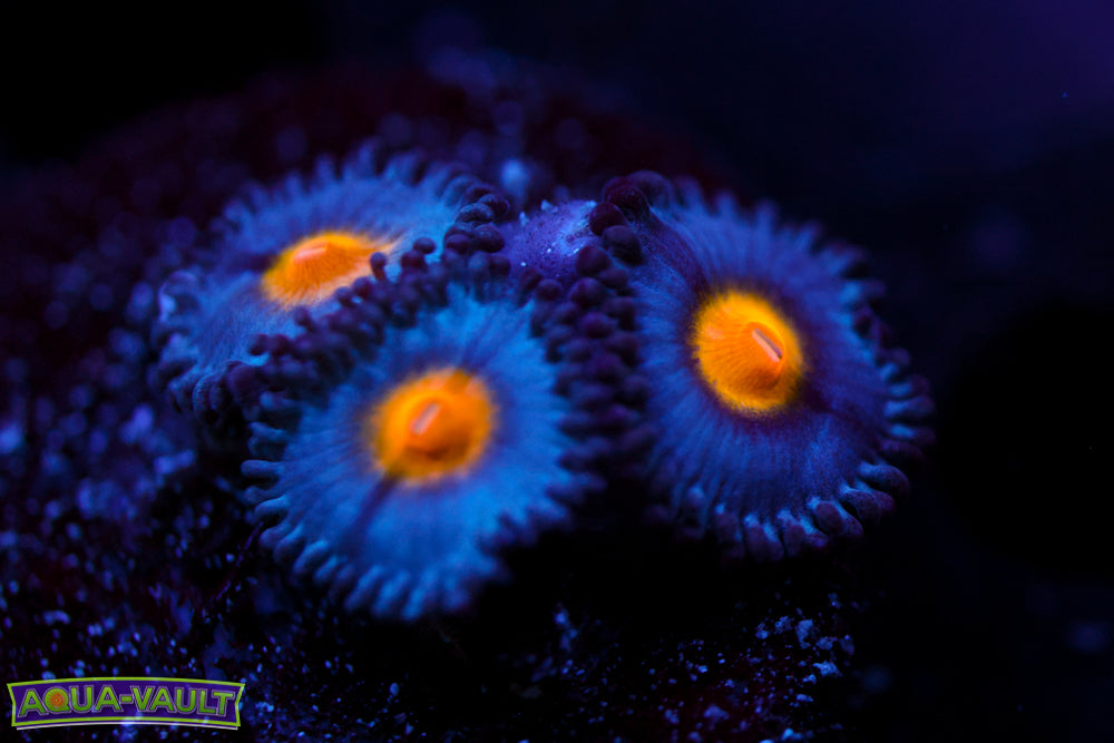 WWC AOI Zoa