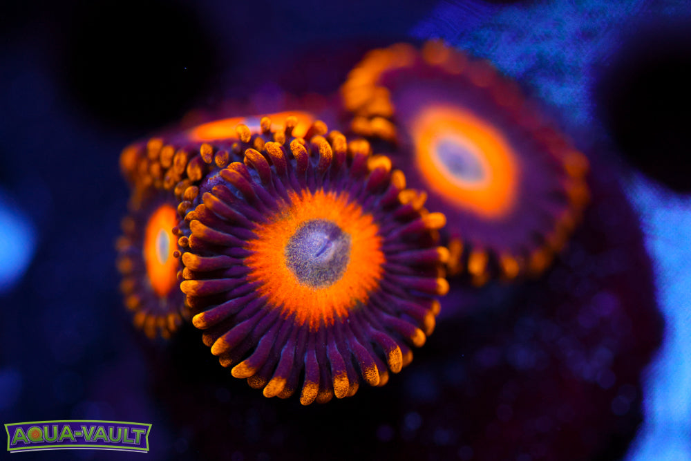 Scramble Eggs Zoa