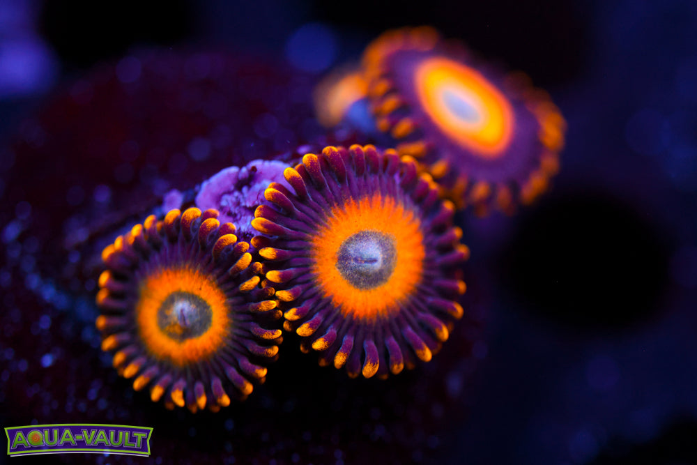 Scramble Eggs Zoa