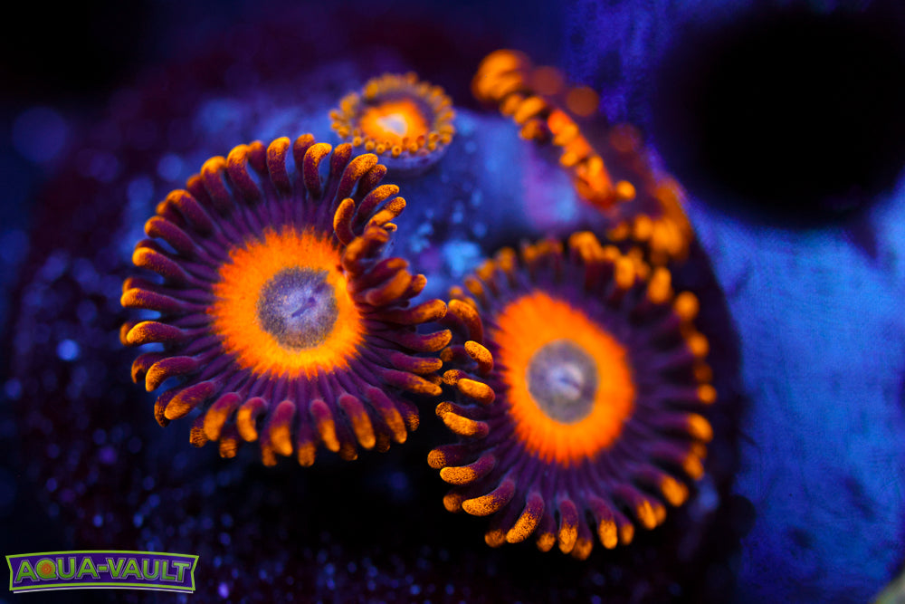 Scramble Eggs Zoa