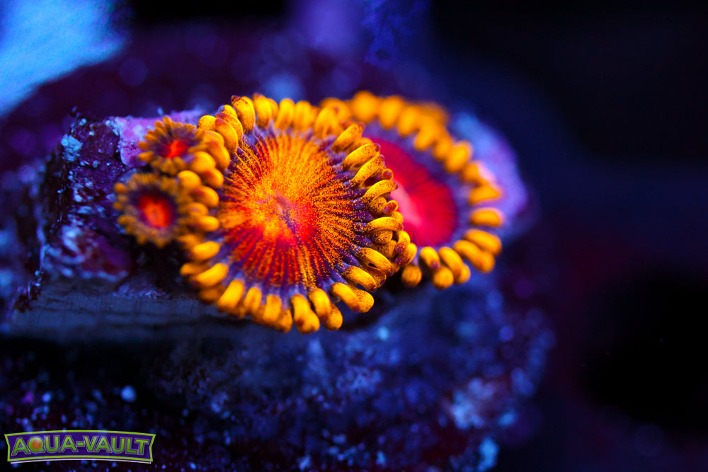 CC Super Saiyan Zoa