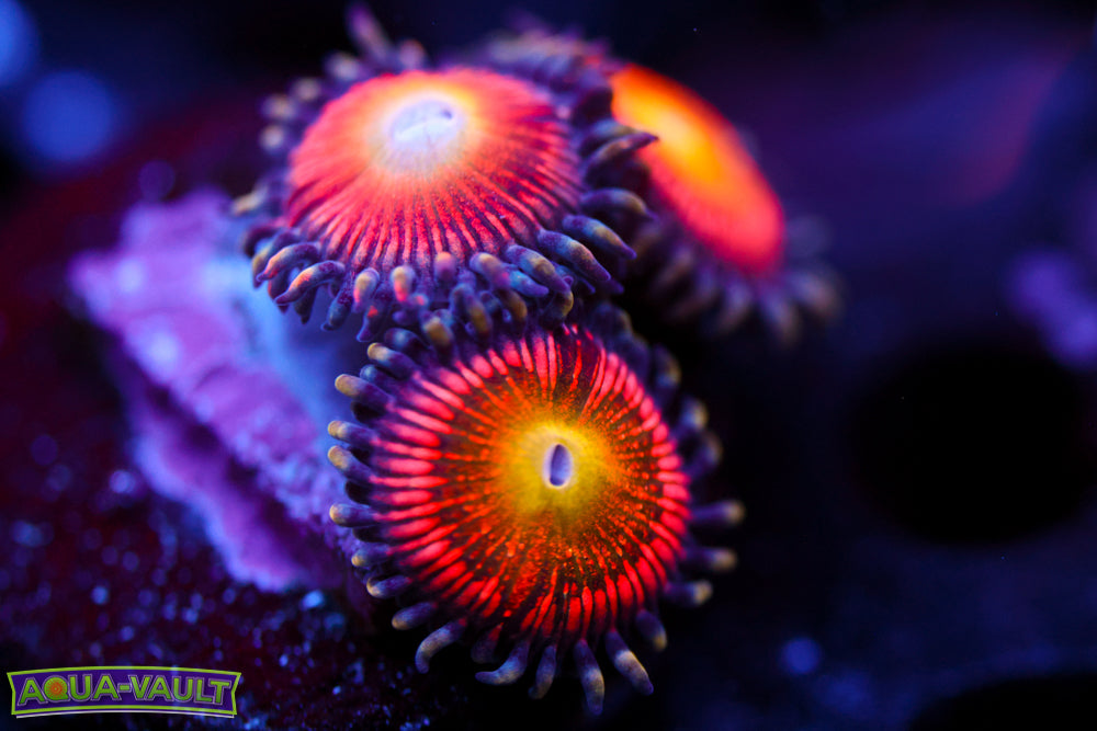 Specrtra Zoa