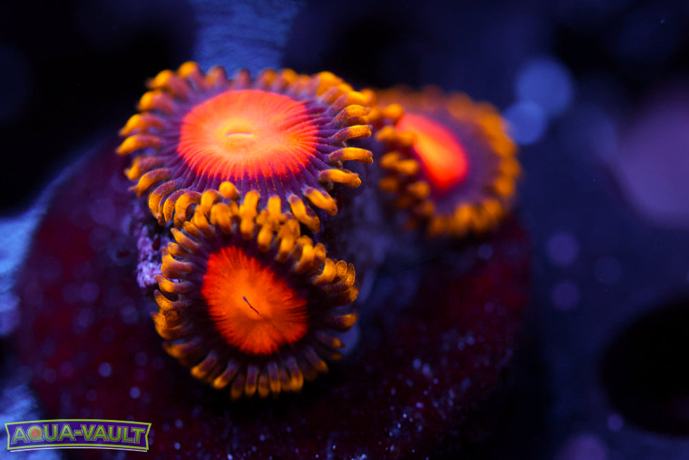 Yellow Brick Road Zoa