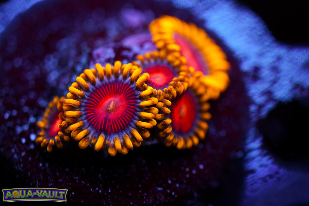 CC Super Saiyan Zoa