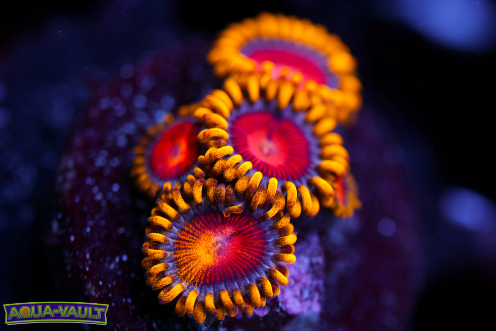 CC Super Saiyan Zoa