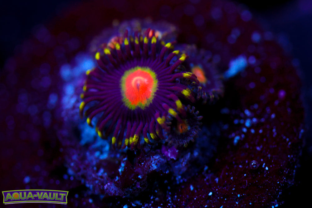 PZ Promethean Zoa