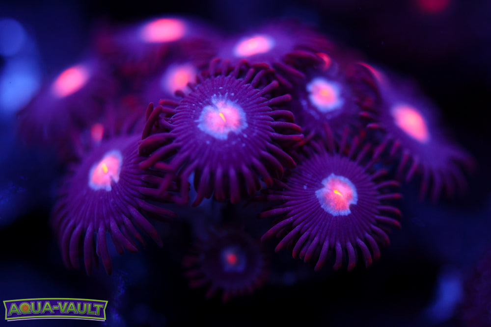 Mystique Zoa