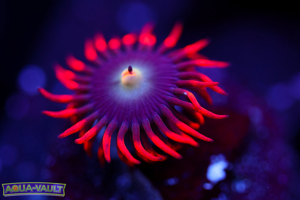 Punk Rocker Zoa