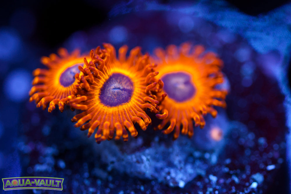 Pikachu Zoa