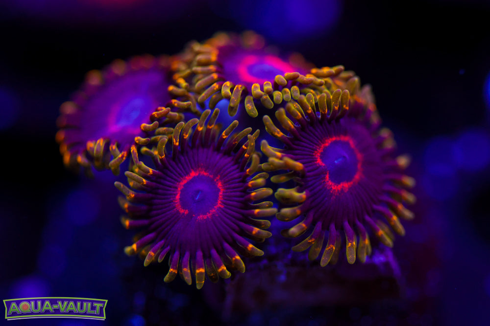 Rainbow Joker Zoa
