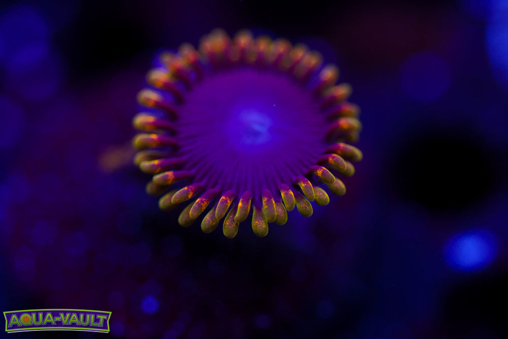 Rainbow Joker Zoa