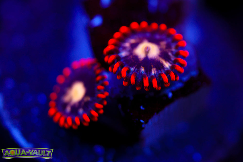 Firecracker Zoa