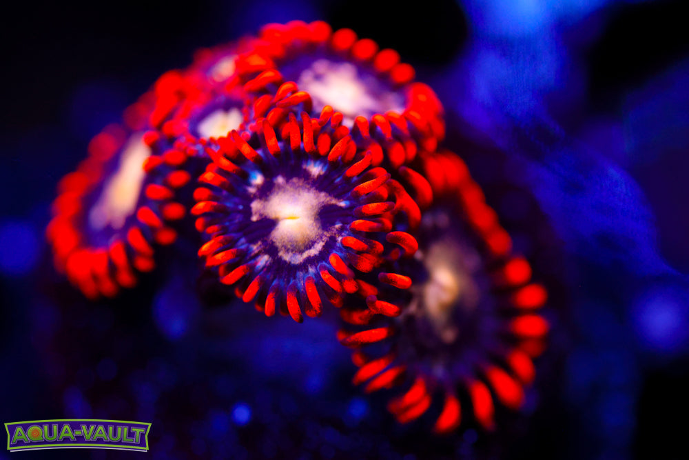 Firecracker Zoa