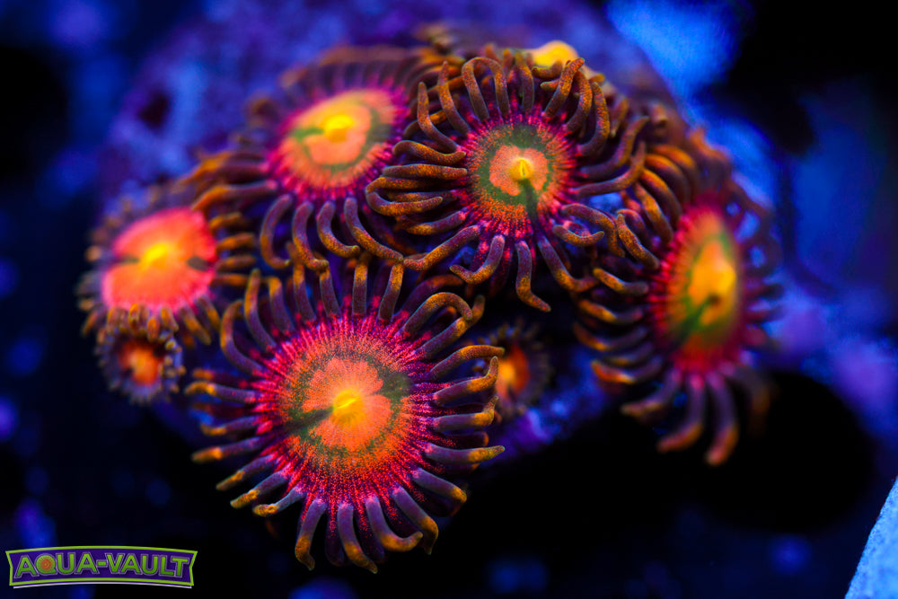 Laser Lemon Zoa