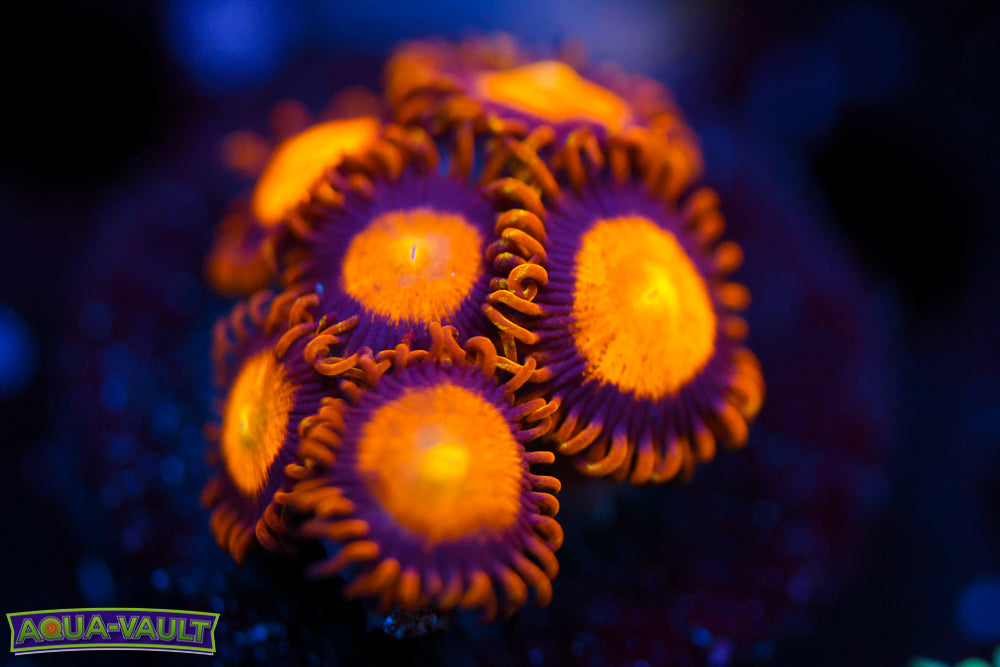 King Midas Zoa