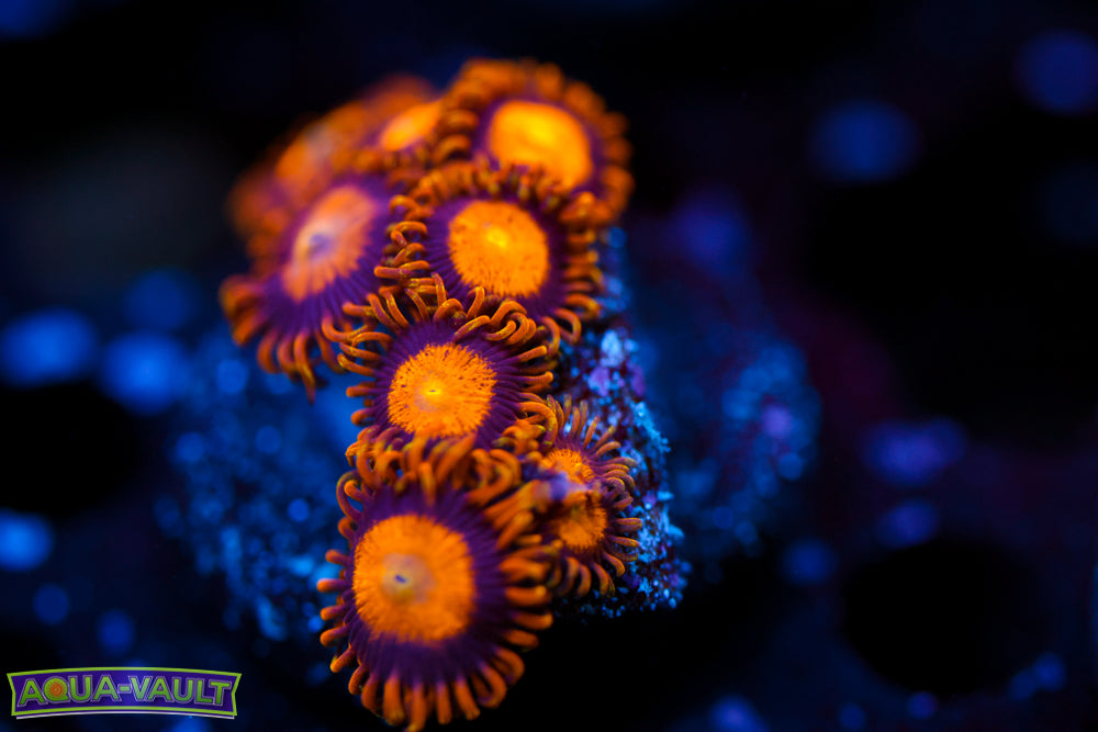 King Midas Zoa