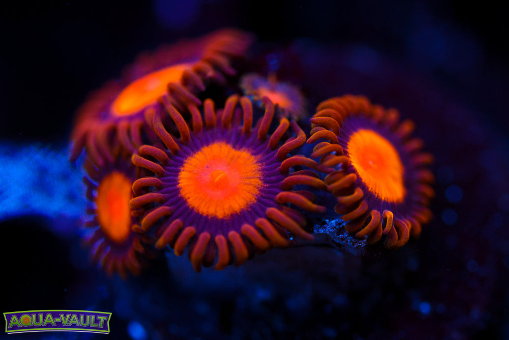 Sunflower Zoa