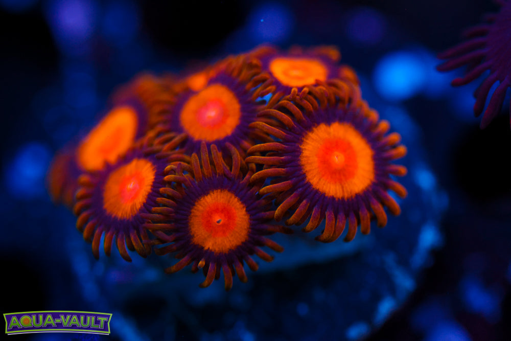 Sunflower Zoa