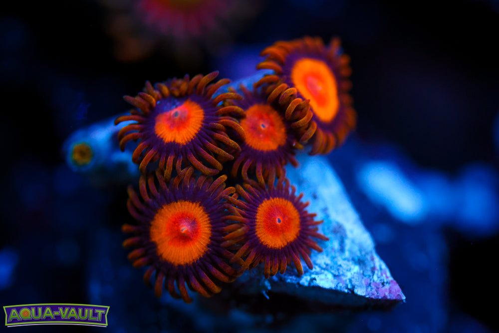 Sunflower Zoa